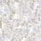 Papel Pintado BOTANICA BOTA85941209 -PAPELHOGAR