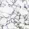 Papel pintado panorámico MINERALS MNRL88130604 -PAPELHOGAR