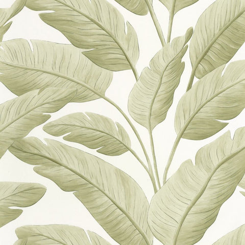 Papel Pintado BORNEO CAL BORN106547003 -PAPELHOGAR
