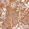 Papel Pintado ESSENTIEL CAL ETL103112060 -PAPELHOGAR